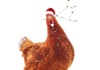 EN - Feather Christmas (2024)