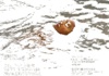 EN - Bird (2024)