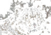 EN - Snow Animals (2019)