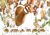 EN - Welcome To The Jungle (2013) VAN DAMME