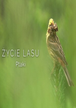 PL - ŻYCIE LASU - PTAKI (2018) DOKUMENT - PRZYRODNICZY