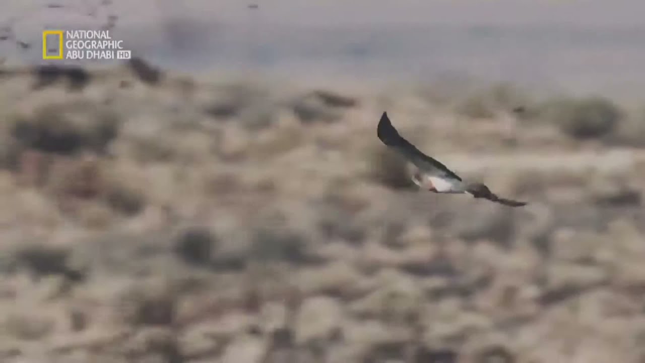 AR - وثائقي الكوكب المعادي الصحارى