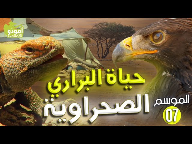 AR - وثائقي أمودو حياة البراري الصحراوية