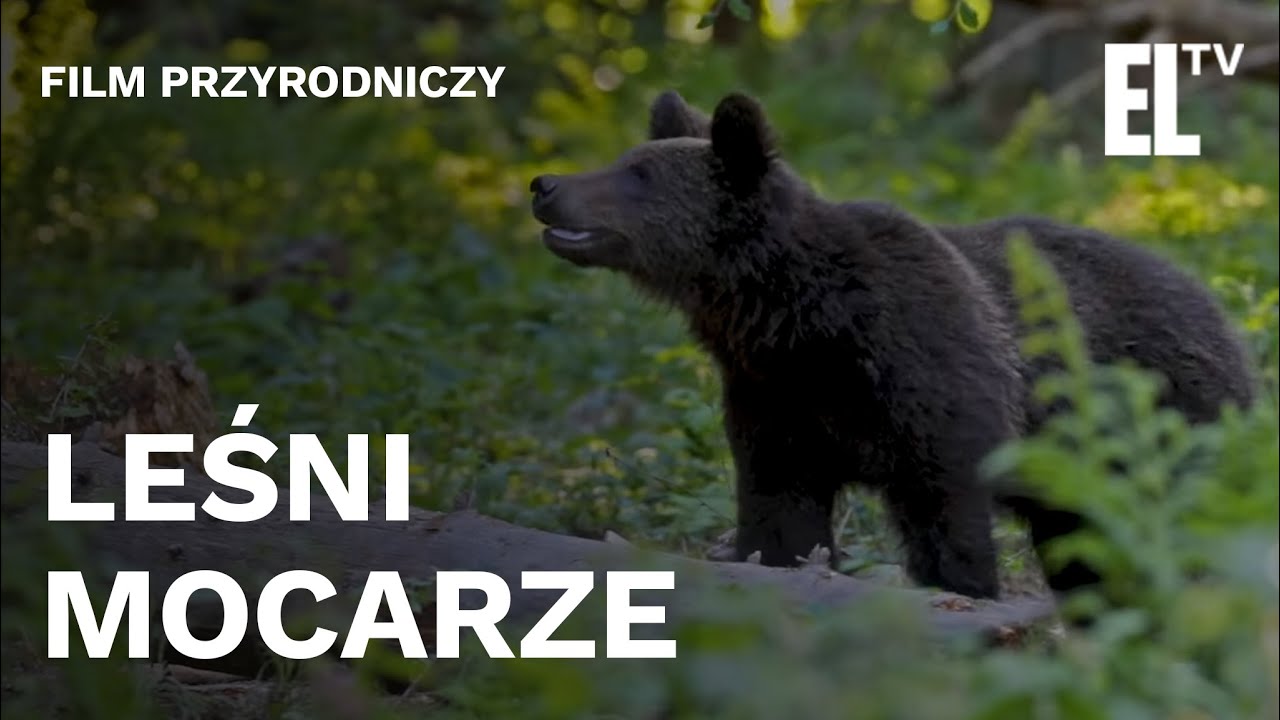 PL - LEŚNI MOCARZE (2021) DOKUMENT - PRZYRODNICZY