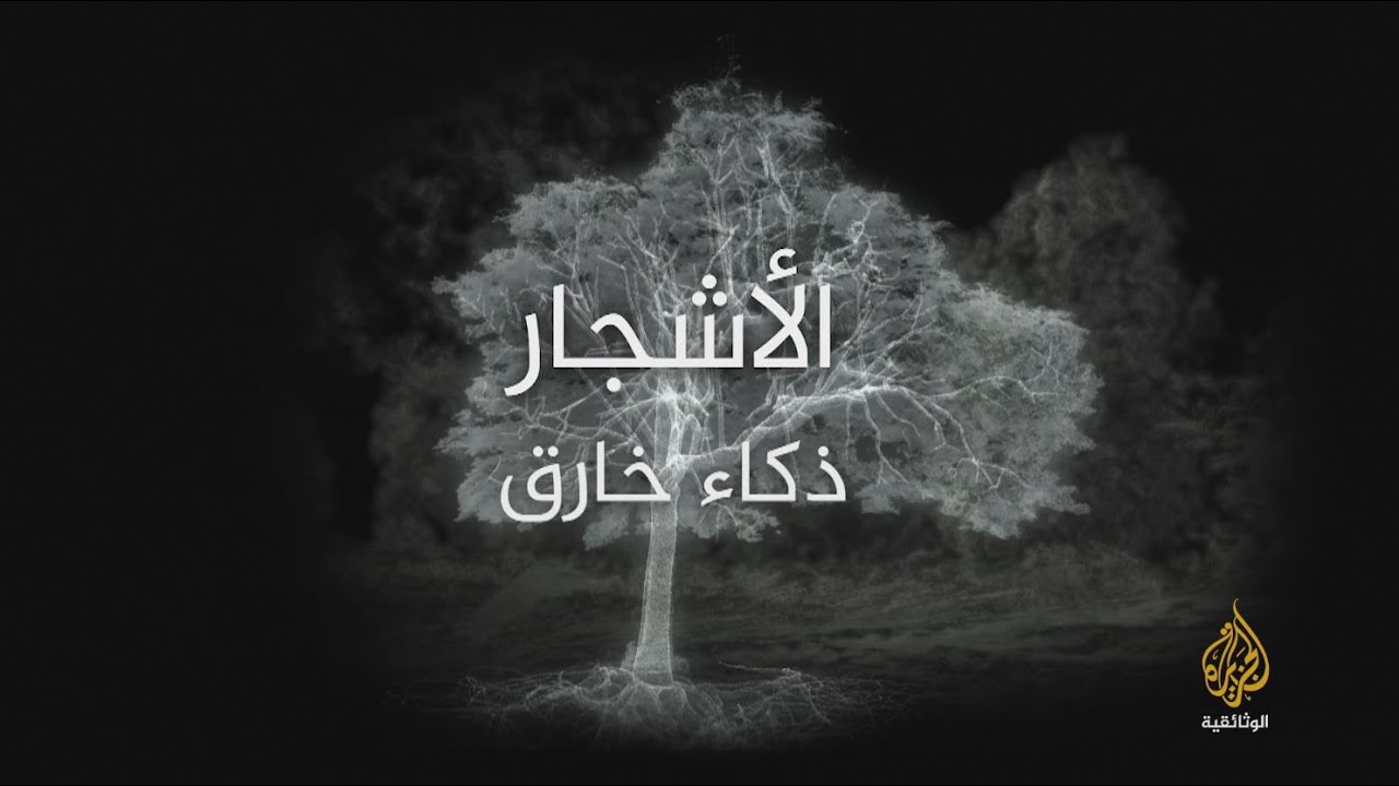 AR - وثائقي الأشجار: ذكاء خارق