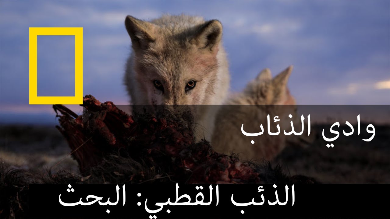 AR - وثائقي مملكة الذئب القطبي: البحث