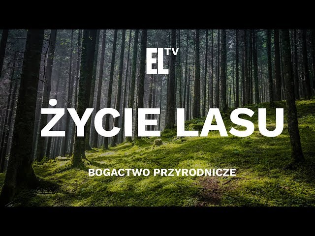 PL - ŻYCIE LASU - BOGACTWO PRZYRODNICZE (2017) DOKUMENT - PRZYRODNICZY