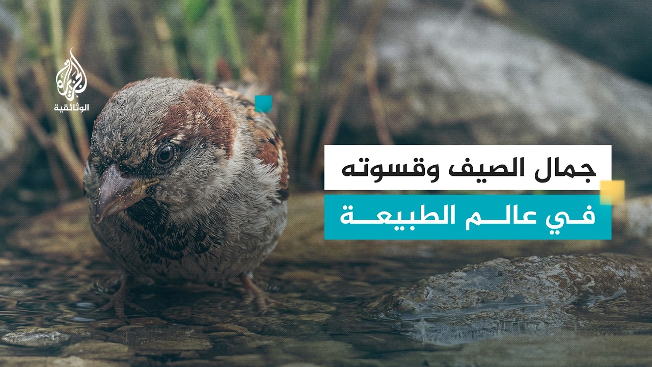 AR - وثائقي أيام الصيف