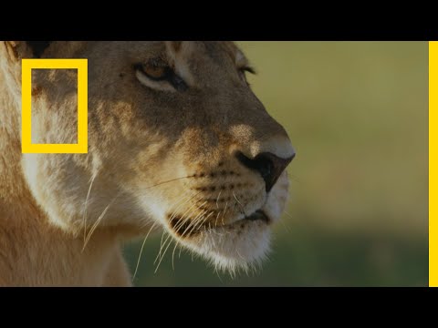 AR - وثائقي المملكة المتوحشة 3 عودة المنفيين