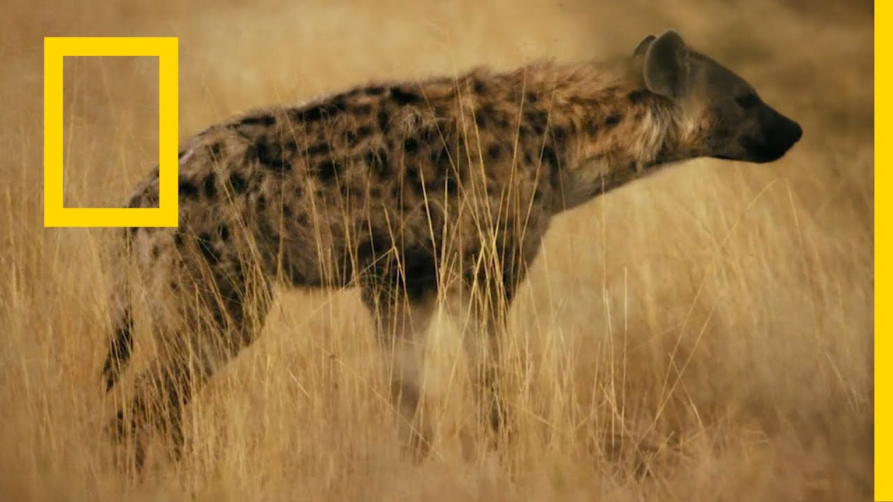 AR - وثائقي المملكة المتوحشة 5 سقوط الملكة