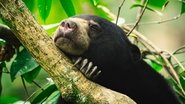 ES - La vida secreta de los animales (2024)