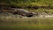 DE - Janes tierische Abenteuer (2023)