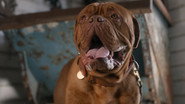 D+ - Turner & Hooch