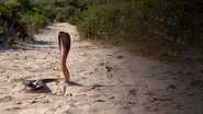 FR - La mort au bout des crocs