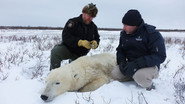 FR - Vétérinaires de l'Arctique S01 E01