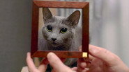 FR - Cat People