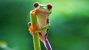 EN - Planet Earth II (UHD) (2016)