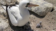 EN - Galapagos (2006)
