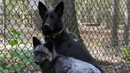 D+ - Unlikely Animal Friends