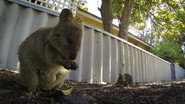 FR - 72 Animaux Mignons