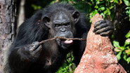 FR - Rencontre avec les Chimpanzés