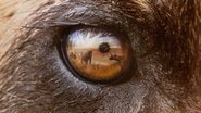[SE] Predators