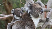 D+ - Wild Australia