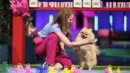 DE - Top Dog Germany: Der beste Hund Deutschlands (2021) (DE)