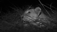 D+ - Predator Bloodlines S01 E01