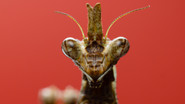EN - A Real Bug's Life (2024)