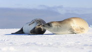 NL - CONTINENT 7 ANTARTICA