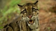 D+ - Wild Cats of India