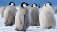 FR - Les secrets des pingouins (2025) S01 E01