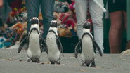 NF - Penguin Town S01 E01