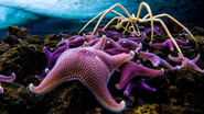 EN - BBC Seven Worlds, One Planet (2019) S01 E01