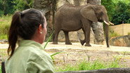 FR - Au cœur d’Animal Kingdom