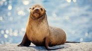 ES - La vida secreta de los animales (2024) S01 E01