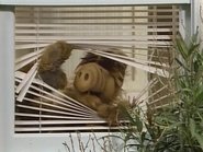 PL - ALF S01 E01