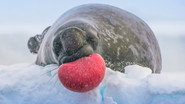 AR - Frozen Planet II  (2022) S01 E01