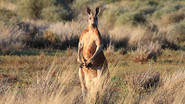 D+ - Wild Australia S01 E01