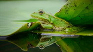 [SE] Our Living World