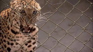 FR - 72 animaux dangereux en Asie S01 E01