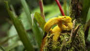 D+ - Wild Central America S01 E01