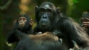 NF - Chimp Empire S01 E01