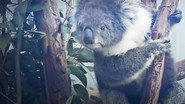 FR - 72 Animaux Mignons S01 E01