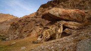 D+ - Wild Cats of India S01 E01