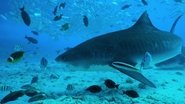 FR - All the Sharks : Trouvez-les tous ! (2025) (US) S01 E01