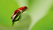 FR - La Vie en couleurs avec David Attenborough S01 E01