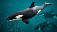 FR - Les Secrets des Baleines S01 E01