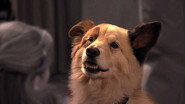 DK - Dog with a Blog S01 E01